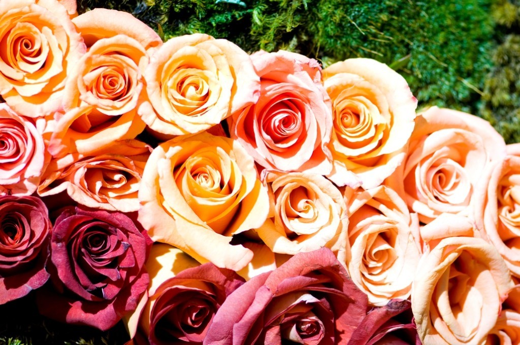 Bunte Rosen in Orange, Rosa und Rot dicht nebeneinander